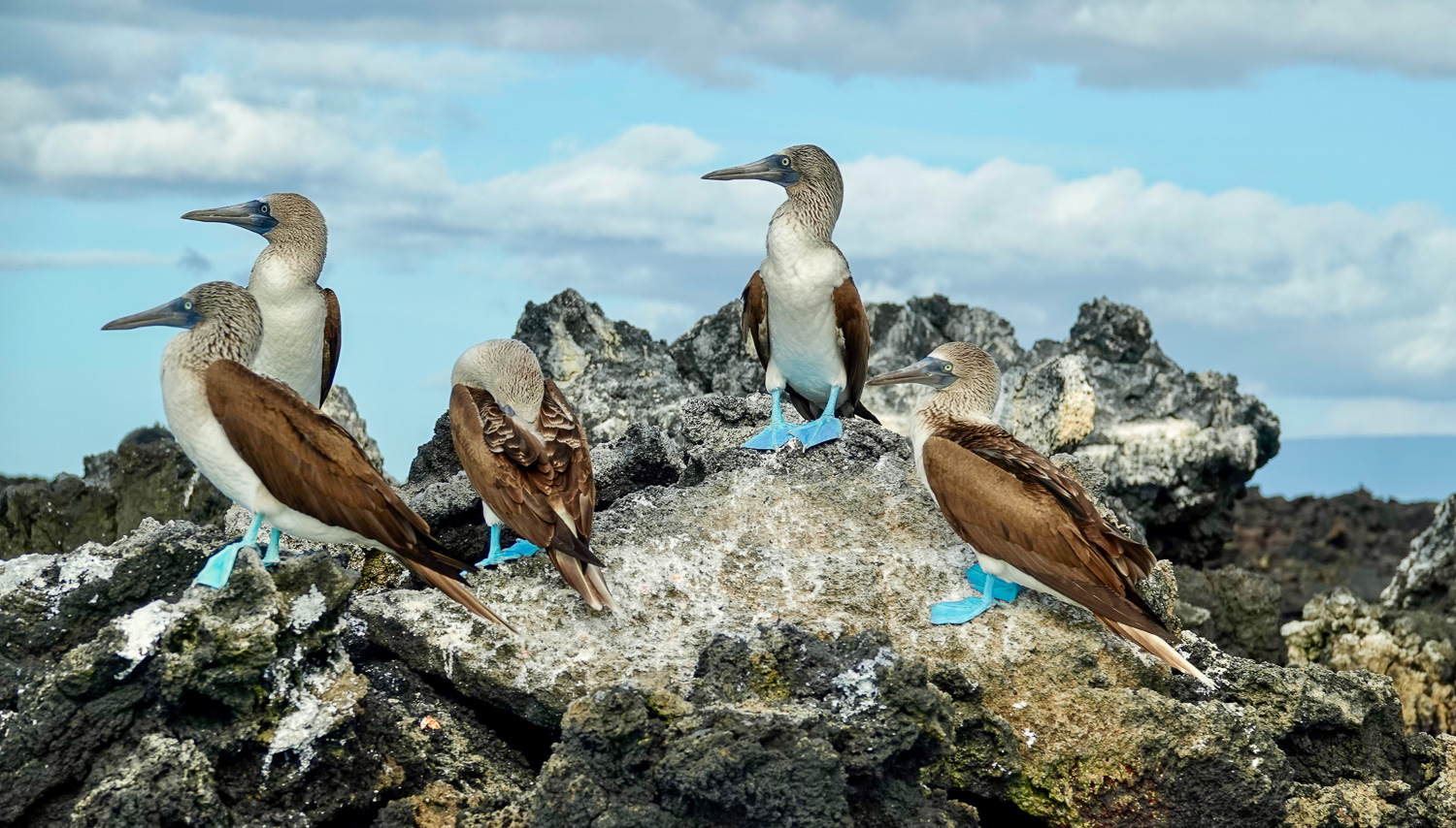 Open Color Level 2 2nd Place Blue Footed Booby.jpg